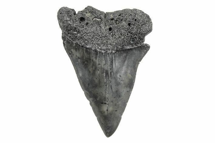 Fossil Broad-Toothed Mako Tooth - South Carolina #214636